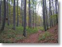 Herbstlicher Wald